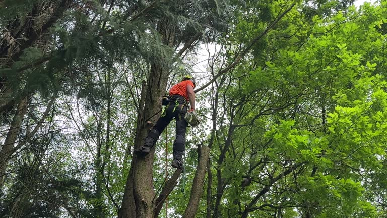 Best Seasonal Cleanup (Spring/Fall)  in Meridian, MS