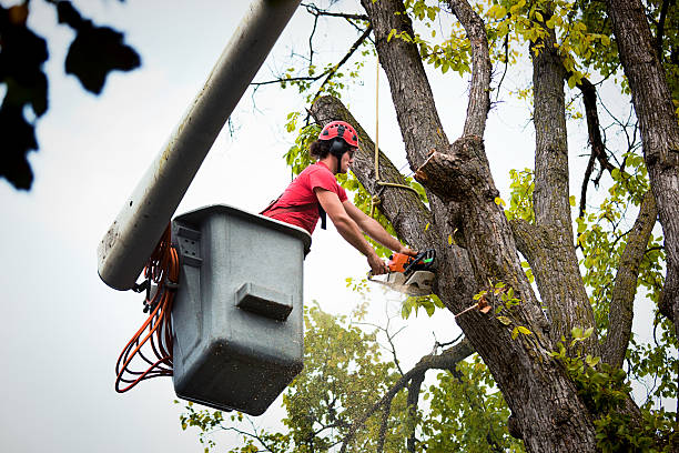 How Our Tree Care Process Works  in  Meridian, MS